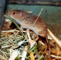 Micromys minutus - Eurasian Harvest Mouse