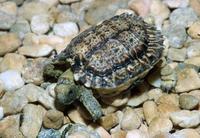 Image of: Homopus signatus (speckled Cape tortoise)