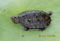 Melanochelys trijuga - Indian Black Turtle