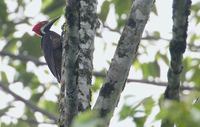 Guayaquil Woodpecker (Campephilus gayaquilensis) photo