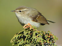 Hume's Warbler - Phylloscopus humei