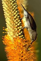 White-breasted Sunbird - Cinnyris talatala