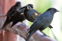 Tawny-shouldered Blackbird - Agelaius humeralis