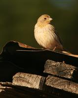 Saffron Finch: female