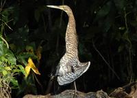 Bare-throated Tiger Heron Stretched out  
