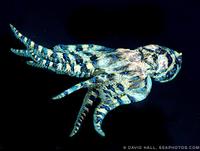 Blue-ringed Octopus - Hapalochlaena maculosa