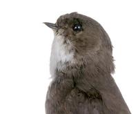 갈색제비 Bank Swallow(Sand Martin) | Riparia riparia