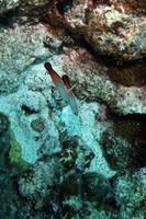 fire goby
