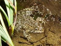 : Rana sierrae; Sierra Nevada Yellow-legged Frog