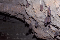 : Chrotopterus auritus; Big-eared Woolly Bat