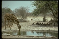 : Giraffa camelopardalis giraffa; Southern Giraffe