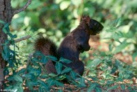 : Sciurus carolinensis pennsylvanicus; Northern Gray Squirrel