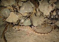 : Cyrtopodion scabrum; Keeled Rock Gecko
