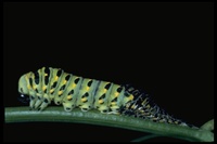 : Papilio sp.; Swallowtail