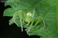 Smaragdedderkop (Micrommata virescens) Foto/billede af
