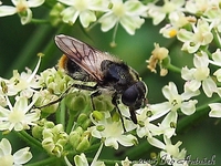 Cheilosia illustrata - Hower fly
