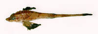 Leptagonus decagonus, Atlantic poacher: