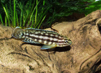Julidochromis marlieri, : aquarium