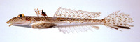 Callionymus beniteguri, : fisheries