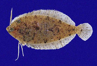 Perissias taeniopterus, Striped-fin flounder: