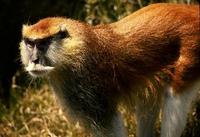 Image of: Erythrocebus patas (patas monkey)