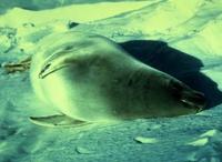 Image of: Lobodon carcinophaga (crabeater seal)