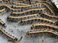Image of: Malacosoma americanum (eastern tent caterpillars)