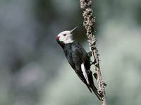 Picoides albolarvatus - White-headed Woodpecker