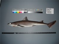 Squalus raoulensis - Kermadec spiny dogfish