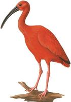Image of: Eudocimus ruber (scarlet ibis)