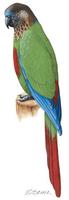 Image of: Pyrrhura picta (painted parakeet)