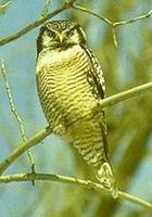 Image of: Surnia ulula (northern hawk-owl)