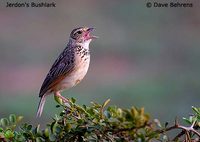 Jerdon's Bushlark - Mirafra affinis