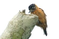 Tawny Piculet - Picumnus fulvescens