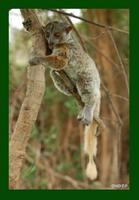 Aeecl's Sportive Lemur (Lepilemur aeeclis)