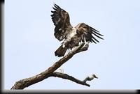 Bald Eagle, Croton Point Park, NY