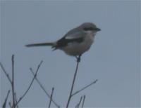 back to the murk for the Great Grey Shrike at Whixall