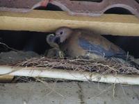 Senegal Dove Streptopelia senegalensis
