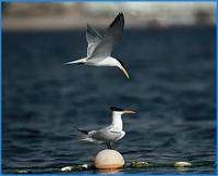Lesser Crested Tern- Sterna bengalensis