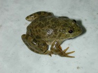 : Euphlyctis ehrenbergii; Skittering Frog