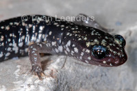 : Plethodon mississippi; Mississippi Slimy Salamander