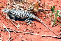 : Sceloporus undulatus consobrinus; Southern Prairie Lizard