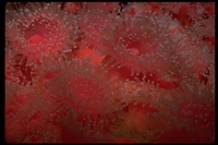 : Corynactis californica; Strawberry Sea Anemone