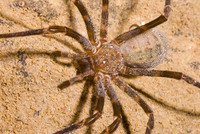 : Spelungula cavernicola; Nelson Cave Spider