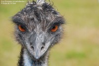 Emu (Dromaius novaehollandiae ) Foto/billede af
