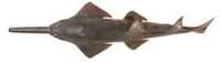 Dwarf Sawfish - Pristis clavata