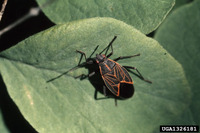 Boisea rubrolineata - western boxelder bug