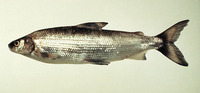 Coregonus clupeaformis, Lake whitefish: fisheries, gamefish, aquarium