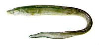 Conger orbignianus, Argentine conger: fisheries