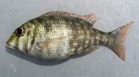 Lethrinus borbonicus, Snubnose emperor: fisheries